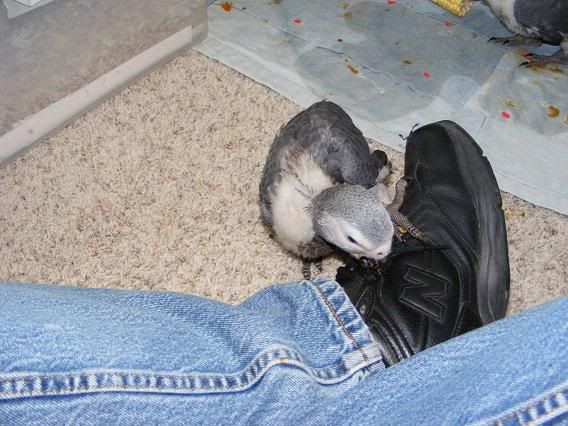 Dayochewingmyshoe.jpg