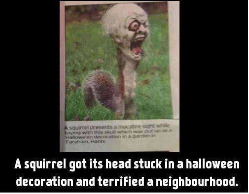 HalloweenSquirrel.jpg