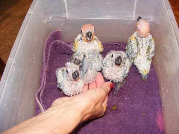 Jenday_and_Sun_Conures_4_weeks.jpg