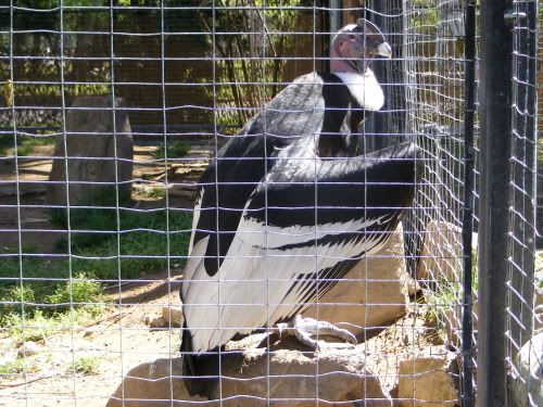 Reduced_Chaffee_Zoo_Condor2.jpg