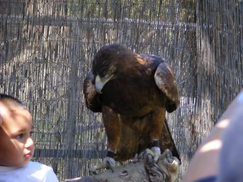 Reduced_Chaffee_Zoo_Eagle.jpg