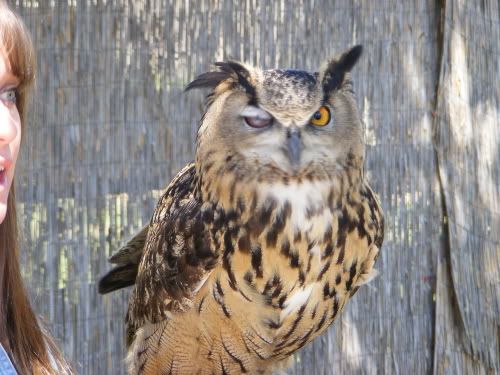 Reduced_Chaffee_Zoo_Owl2.jpg