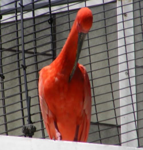 Reduced_Chaffee_Zoo_RedOrange.jpg