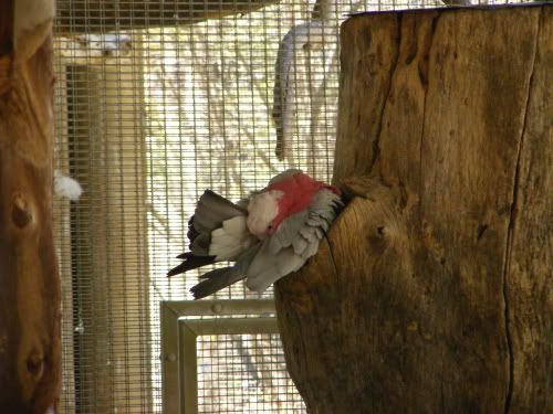 Reduced_Chaffee_Zoo_Rose_Cockatoo2.jpg