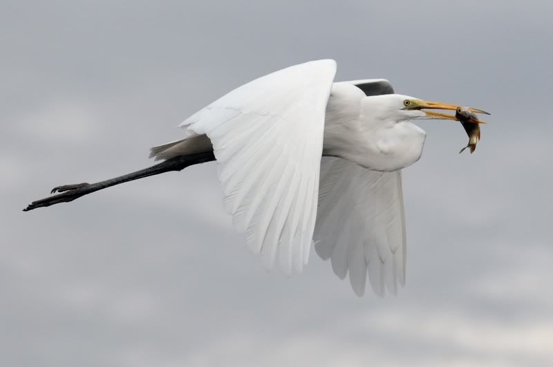 egret-fish.jpg