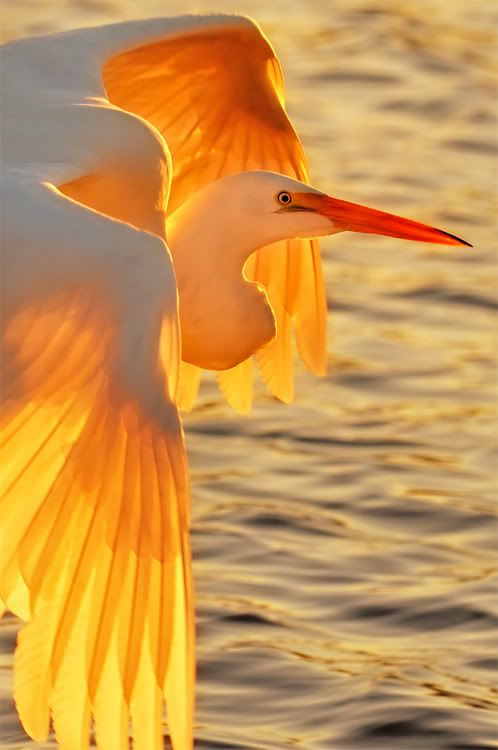 egret-sunset-wings-750.jpg