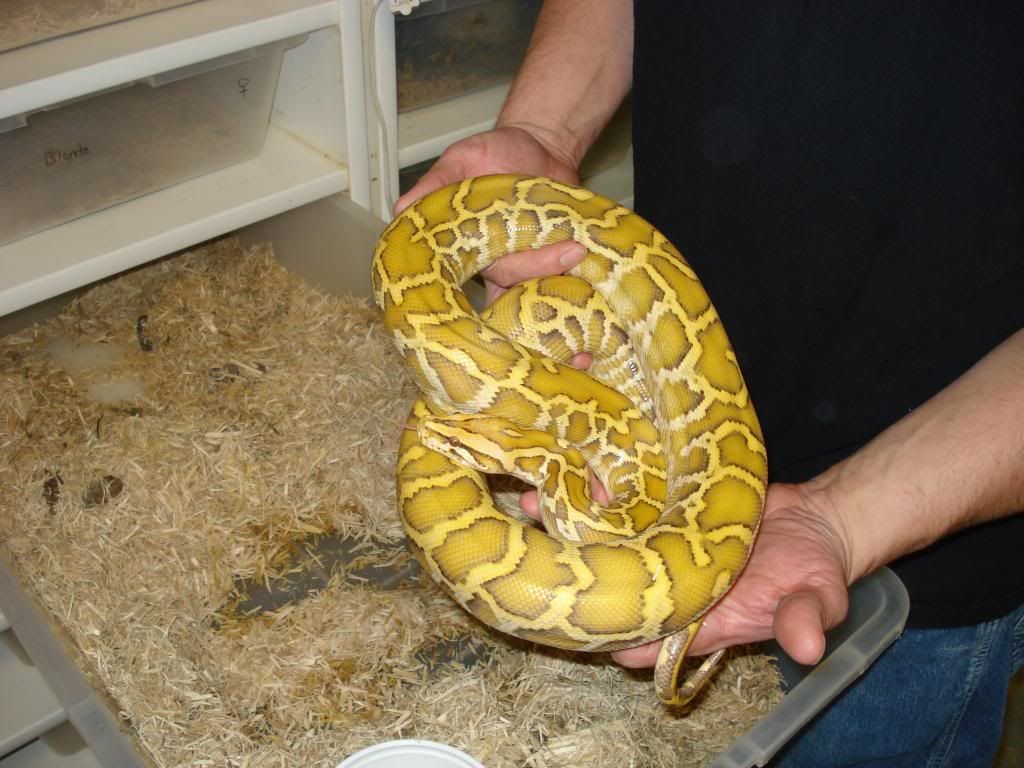 Blonde Burmese Python