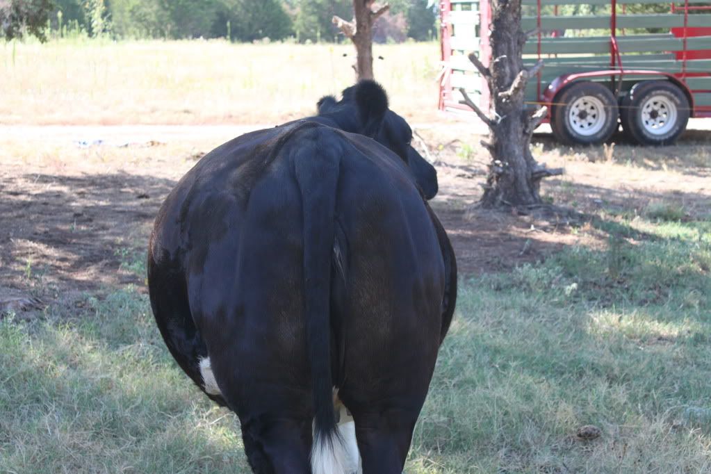 Calf has ankle issues - Cause? - Cattle