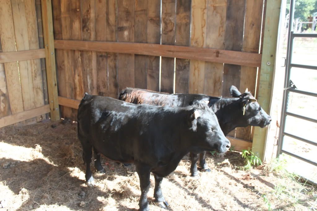 Calf has ankle issues - Cause? - Cattle