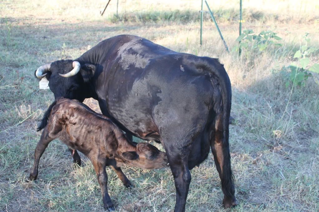 Calf has ankle issues - Cause? - Cattle