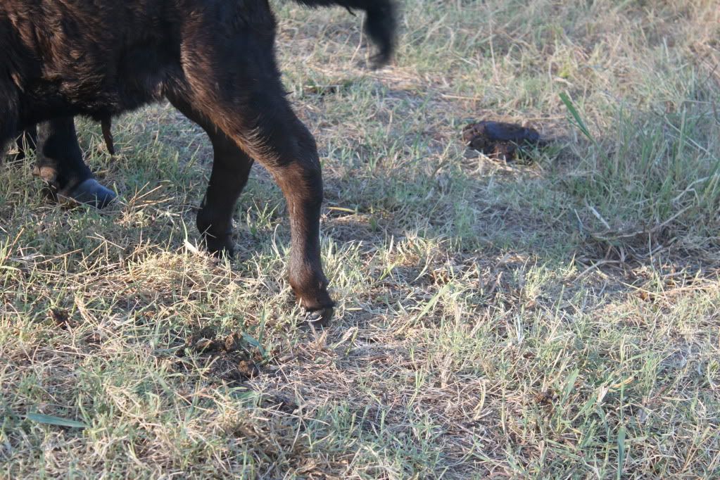 Calf has ankle issues - Cause? - Cattle