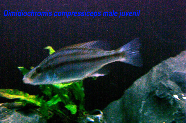 compressiceps.png