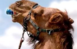 camel_drinking_from_pepsi_can.jpg