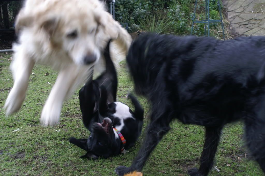 PICT0076.jpg Dogs playing. image by BatmanLara