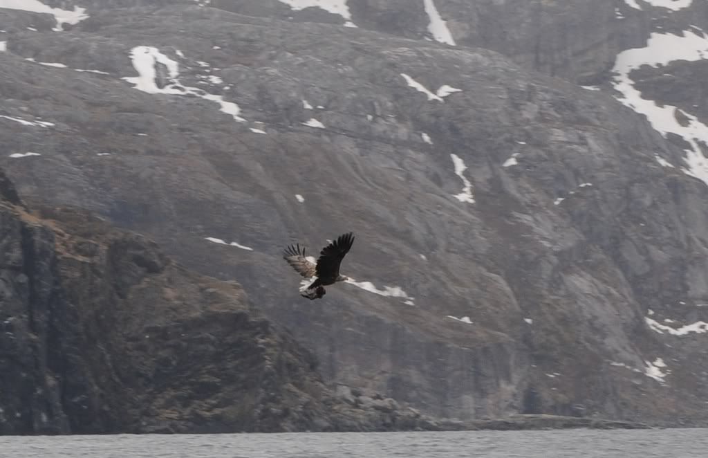 Sea Eagle in Norway