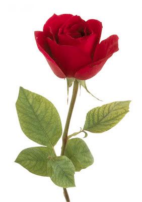 RedRose