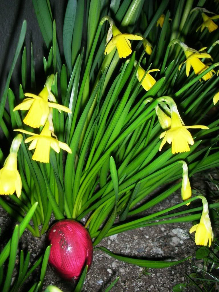 Spring Flower - Daffodil