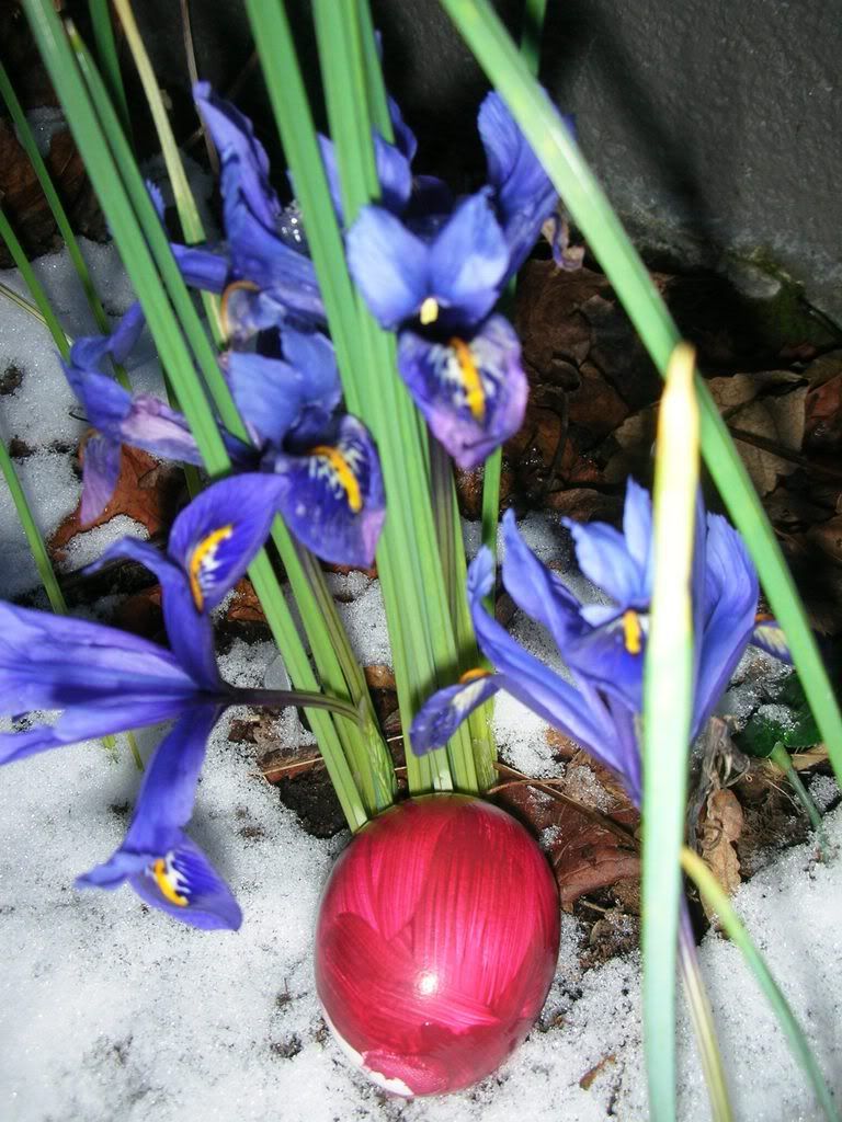 Spring Flower - Iris