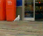 Thief Seagull Pictures, Images and Photos