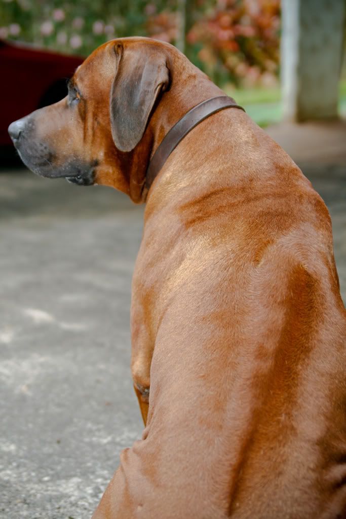 IMAGE: http://i184.photobucket.com/albums/x53/senoni/_MG_0778web.jpg