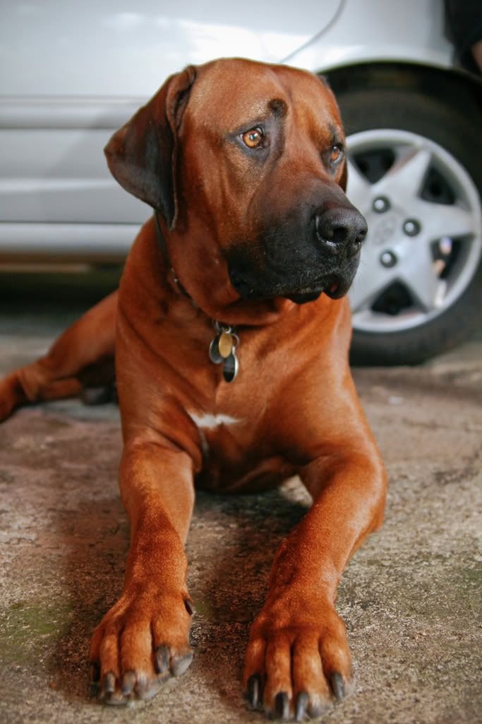 IMAGE: http://i184.photobucket.com/albums/x53/senoni/_MG_0785web.jpg