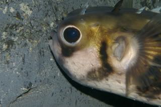 porcupinefish.jpg