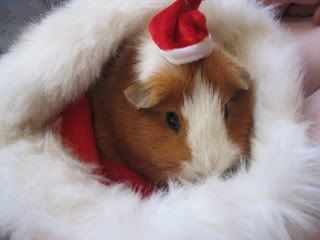 xmas pig