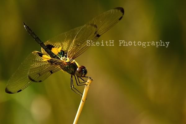 IMAGE: http://i184.photobucket.com/albums/x65/rengeki_92/IMG_3856.jpg