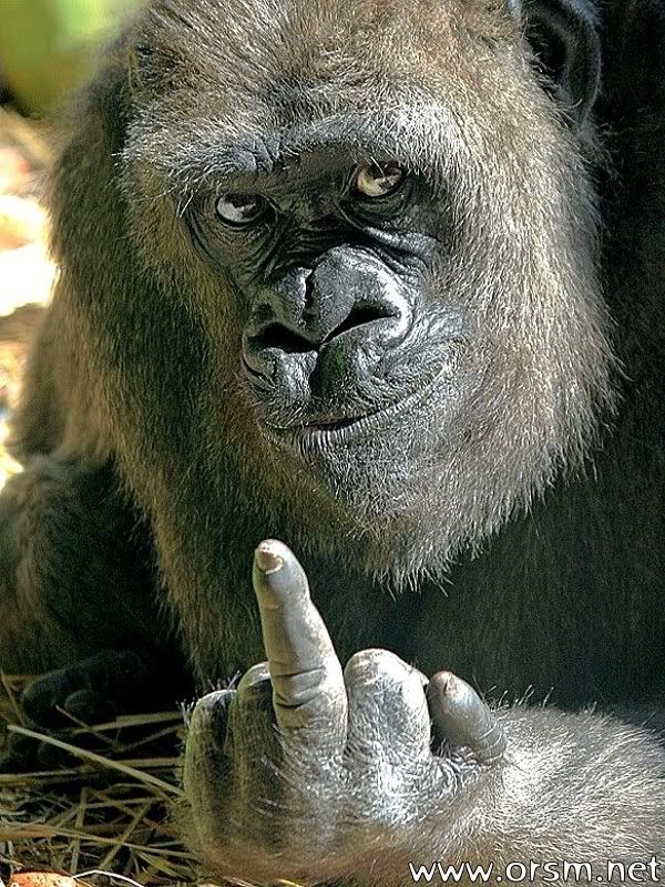 funny gorilla photo: funny gorilla rs037.jpg