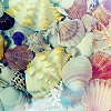 sea shells icon