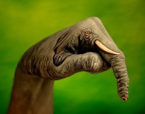 elephant.jpg picture by Samardeep