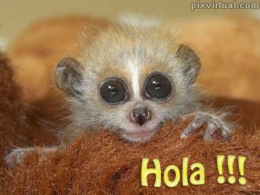 HOLA