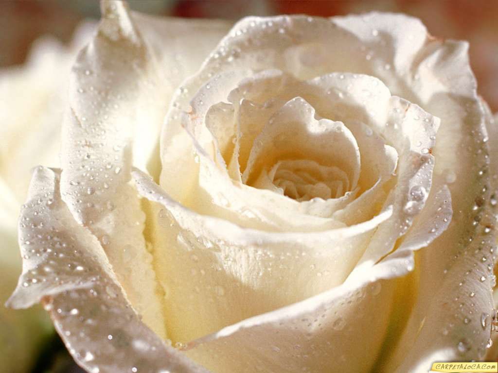 fondos_de_flores_xxx5H.jpg image by pixvirtual