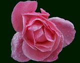 Rosas