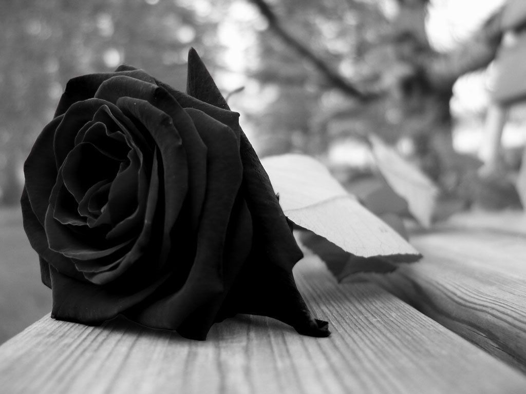 mi rosa negra ♥