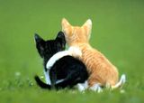 gatitos abrazados