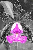 orquidea