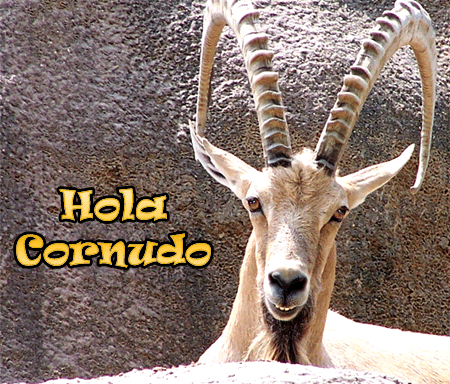http://i184.photobucket.com/albums/x79/pixvirtual/us013/hola_cornudo.gif?t=1241471727