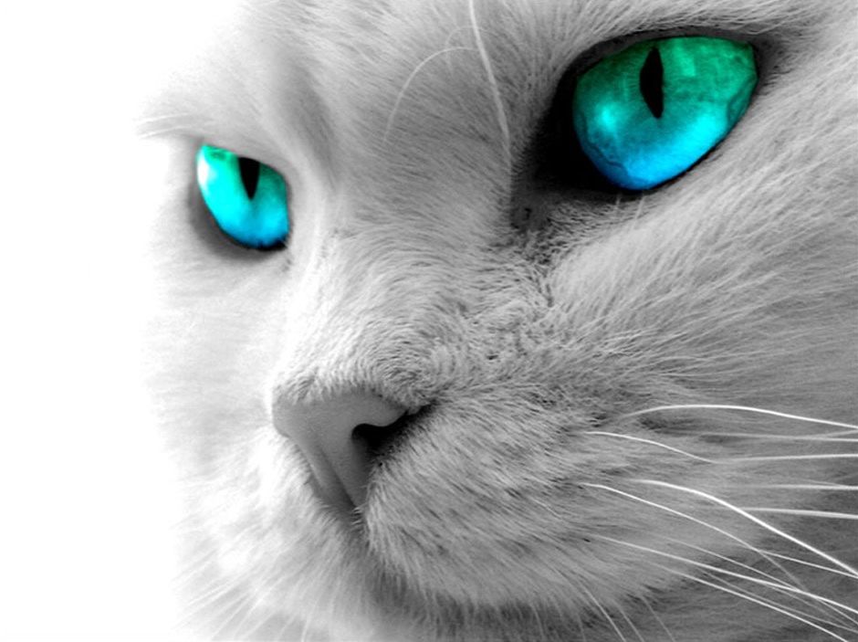 GATO
