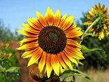 girasol1