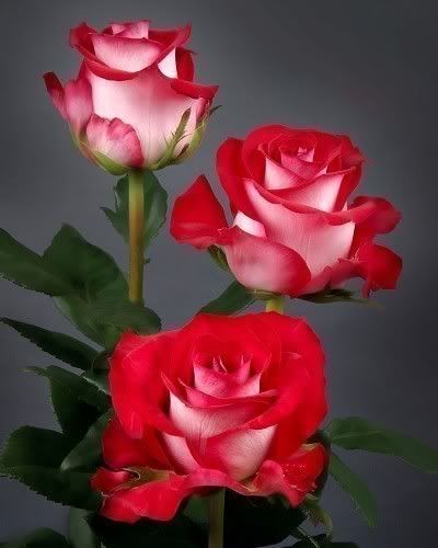 rosas