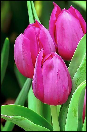 SqXL5AOExPnR.jpg image by pixvirtual