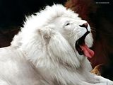 leon blanco