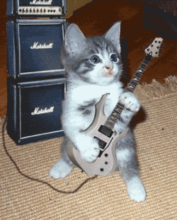 gatito rockero