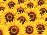 Girasoles