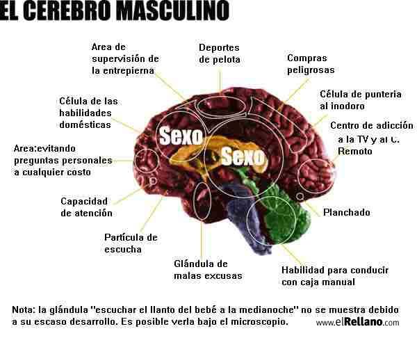 CEREBRO MASCULINO