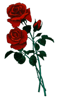 rose