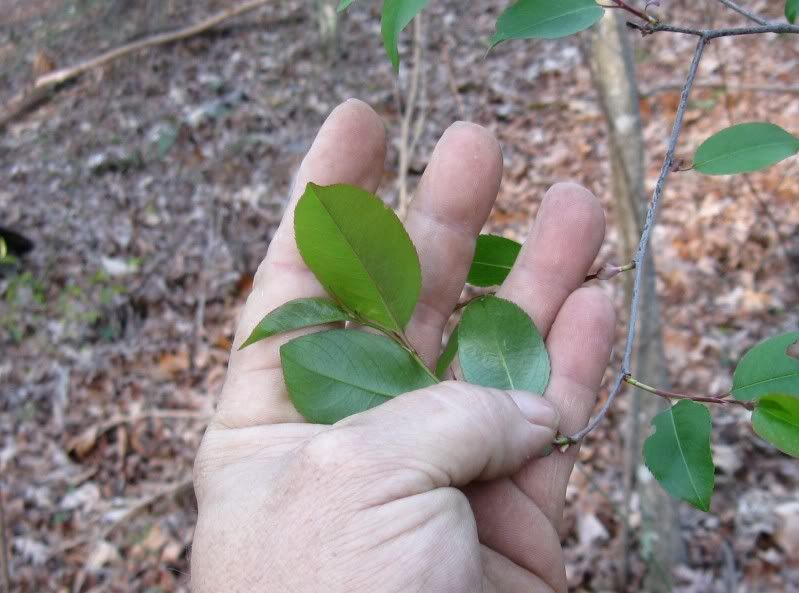 Backsofleaves.jpg