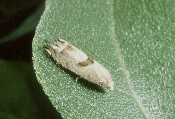 Sunflower Bud Moth Sunflowers Crop Pests Insect Information Extension Entomology