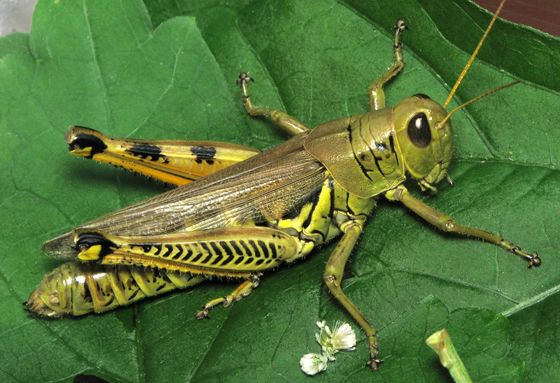 Resultado de imagen de grasshopper